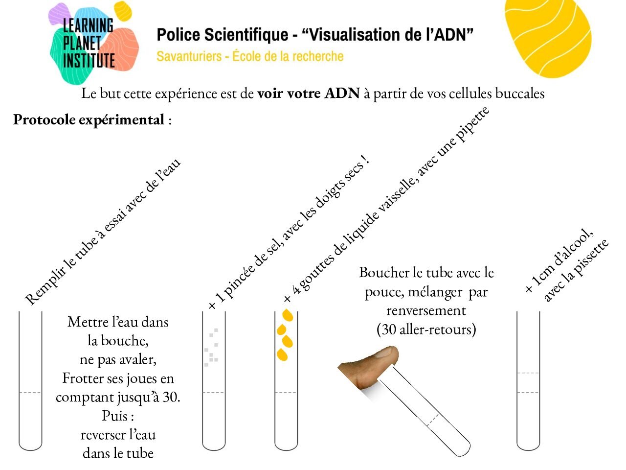 Support : « Protocole ADN tube à essai »?>